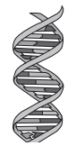 Illustration of a grey double helix DNA strand, showing twisted ladder structure with connecting rungs, representing genetic information.