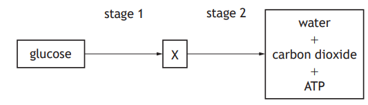 Flowchart showing glucose converting to X in stage 1, then to water, carbon dioxide, and ATP in stage 2.