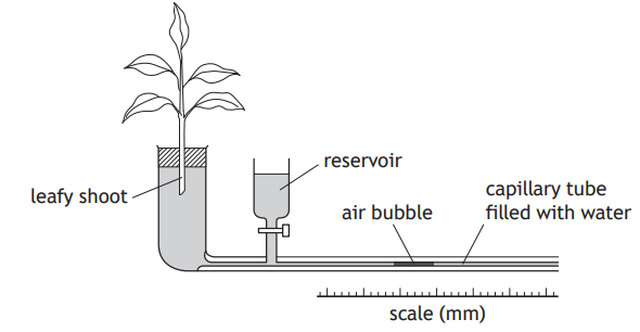 Diagram of a potometer showcasing a leafy shoot in water, reservoir, air bubble, and capillary tube with scale in millimetres for measuring water uptake.