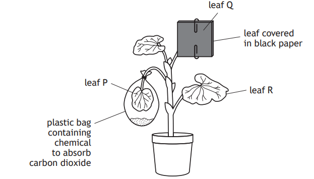 Diagram of a potted plant with leaves P, Q, and R. Leaf P is in a bag with CO2-absorbing chemical, leaf Q is covered in black paper.