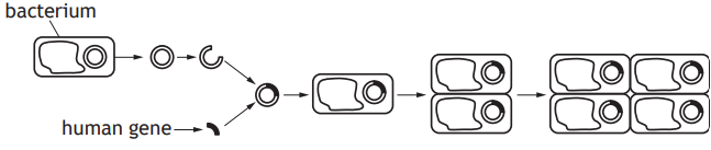 Diagram showing a bacterium with DNA insert, including a human gene, leading to replication into multiple bacteria cells through division.