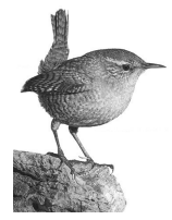 A small bird with speckled feathers and a raised tail, perched on a textured rock, facing right, in a monochrome setting.