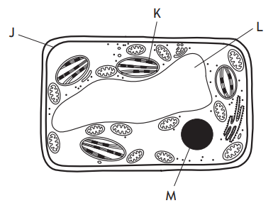 Illustration of a plant cell showing organelles: cell wall (J), central vacuole (K), chloroplasts (L), mitochondria, and nucleus (M), with labels.