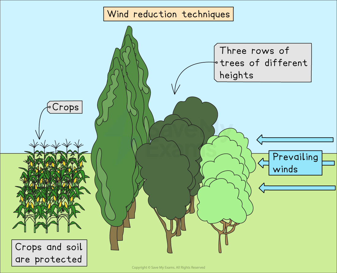 Diagram illustrating wind reduction techniques with three rows of trees shielding crops from prevailing winds, ensuring crop and soil protection.