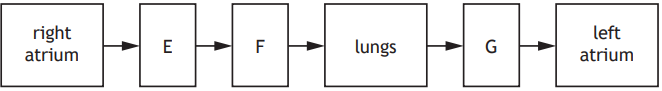 Flowchart showing the pathway from the right atrium to the left atrium, passing through stages E, F, lungs, and G, with directional arrows.