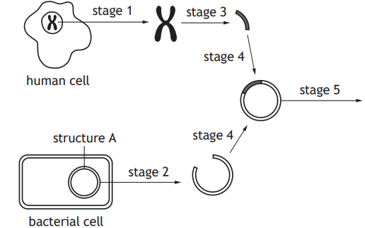 Diagram showing gene transfer from a human cell to a bacterial cell, labelled stages 1 to 5, involving DNA integration and transformation.