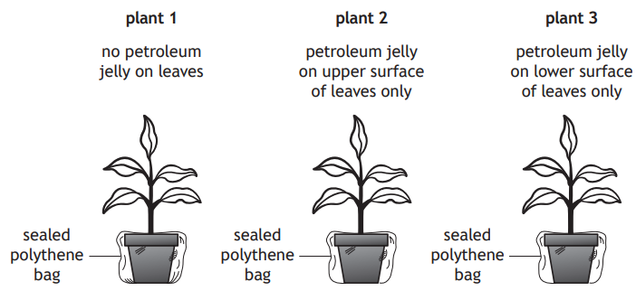 Three plants in pots, each in a sealed polythene bag. Plant 1 has no petroleum jelly on leaves, Plant 2 has it on upper surfaces, Plant 3 on lower surfaces.
