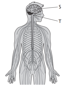 Diagram of the human nervous system with labels 'S' for the brain and 'T' for the spinal cord. Nerves are illustrated throughout the body.