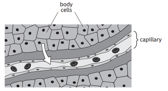 Diagram showing a capillary surrounded by body cells. Blood cells flow through the capillary, indicated by an arrow, between layers of cells.