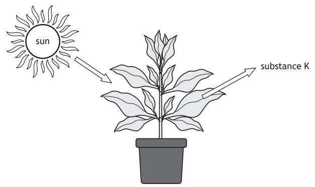 Diagram of a potted plant with arrows showing sunlight and "substance K" affecting it, illustrating a process like photosynthesis.