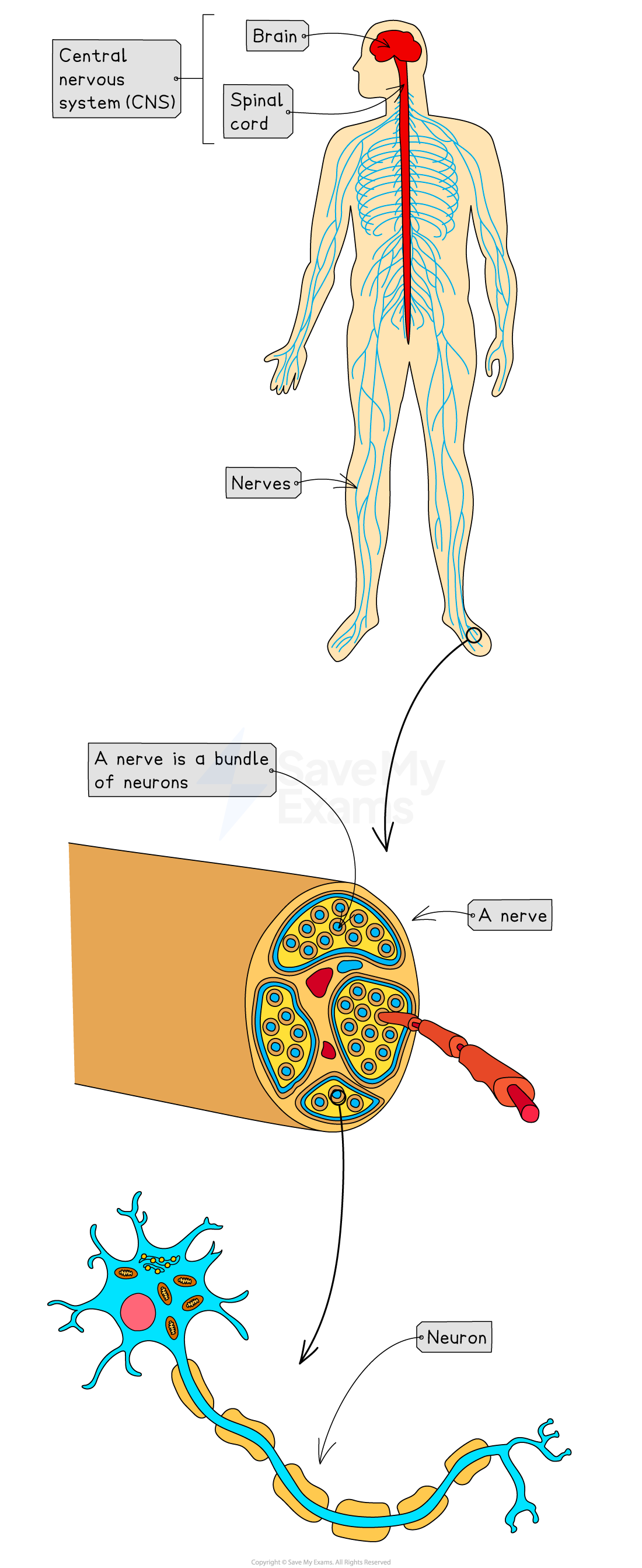 Diagram of the nervous system showing the CNS with brain and spinal cord, nerves, a nerve cross-section, and a neuron with labelled parts.