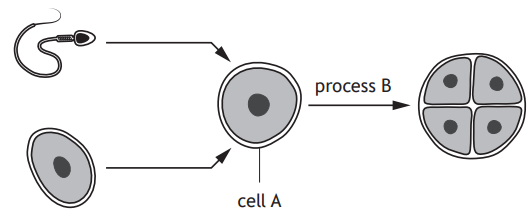 Diagram showing sperm and egg merging into cell A, labelled; process B leads to a four-cell cluster, each cell containing a nucleus.