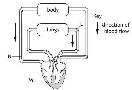 Diagram of a double circulatory system, showing blood flow between heart, lungs, and body with arrows indicating direction. Key explains flow direction.