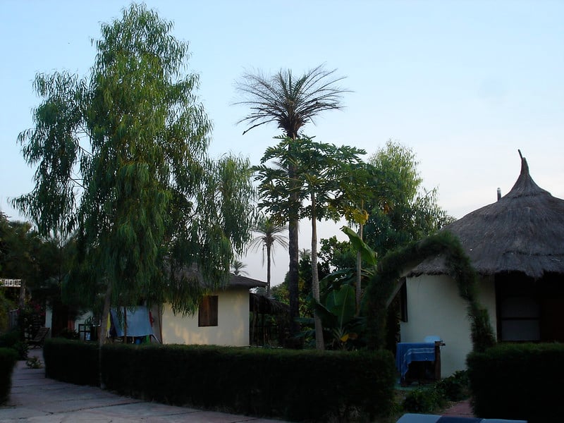 Circular huts with thatched roofs, surrounded by lush green trees and shrubs on a clear day, creating a serene, tropical setting.