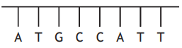 DNA sequence diagram showing a strand with the bases A, T, G, C, C, A, T, T. Vertical lines connect each base to a horizontal line.