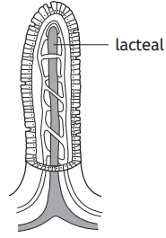 Diagram of an intestinal villus showing the lacteal in the centre, surrounded by epithelial cells and blood vessels.