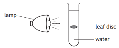 Diagram showing a lamp shining on a test tube containing water and a floating leaf disc, demonstrating a photosynthesis experiment setup.