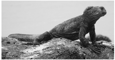 Marine iguana resting on a rough, textured rock beside the ocean, with spiky dorsal scales and a slightly raised head, captured in black and white.