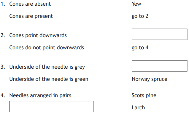 Flowchart for identifying tree species based on cone presence and needle characteristics, leading to yew, Norway spruce, Scots pine, or larch.