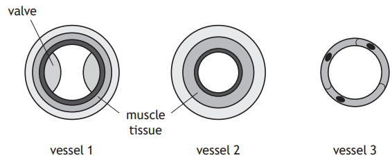 Cross-section diagrams of three blood vessels are shown. Vessel 1 has a valve, vessel 2 has thicker muscle tissue, and vessel 3 is the smallest.