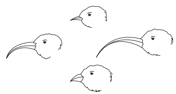 Line drawing of four bird heads with varying beak shapes and sizes, resembling different bird species. Each beak is distinctive in length and curvature.