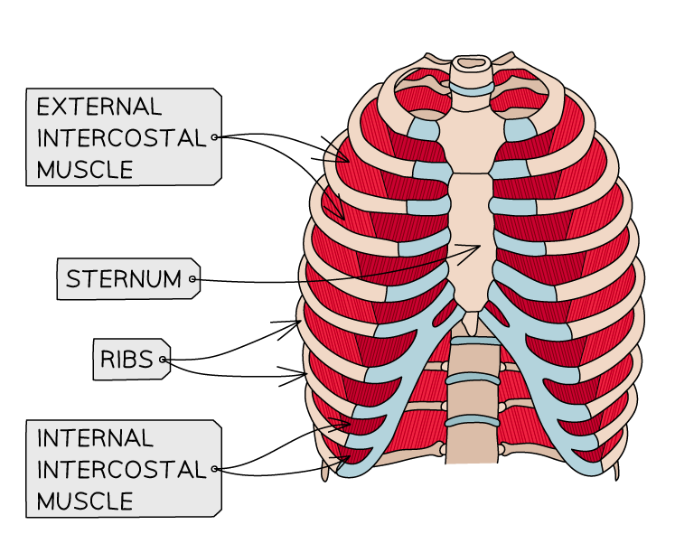 Diagram of the ribcage showing external and internal intercostal muscles, sternum, and ribs. Muscles are labelled in red and blue; bones in beige.