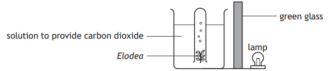 Diagram of an experiment setup with Elodea in a solution producing carbon dioxide, a green glass filter, and a lamp positioned beside the glass.
