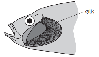 Illustration of a fish head with its gills labelled, showing detailed gill structure, mouth, and eye, highlighting respiration anatomy.