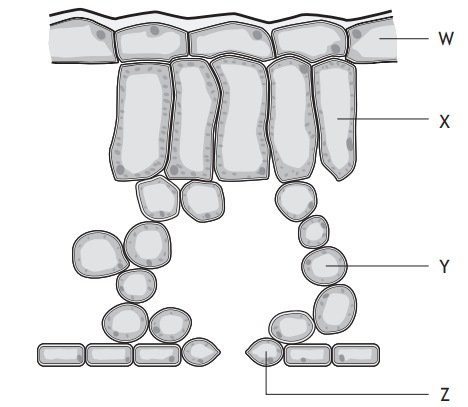 Diagram showing plant root structure with four labelled layers: W is epidermis, X is cortex, Y is endodermis, and Z is pericycle.