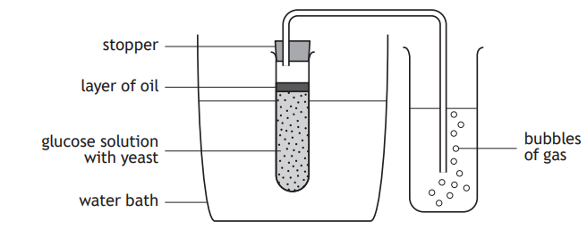 Diagram of a fermentation setup showing a test tube with glucose solution and yeast, layer of oil, and gas bubbles in an adjacent connected tube.