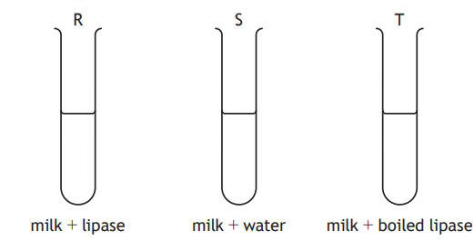 Three test tubes labelled R, S, and T. R contains milk and lipase, S contains milk and water, T contains milk and boiled lipase.