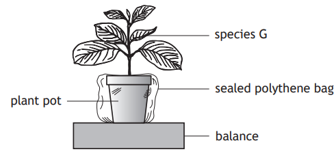 Diagram of a plant labelled species G in a pot covered by a sealed polythene bag, placed on a balance for measurement.