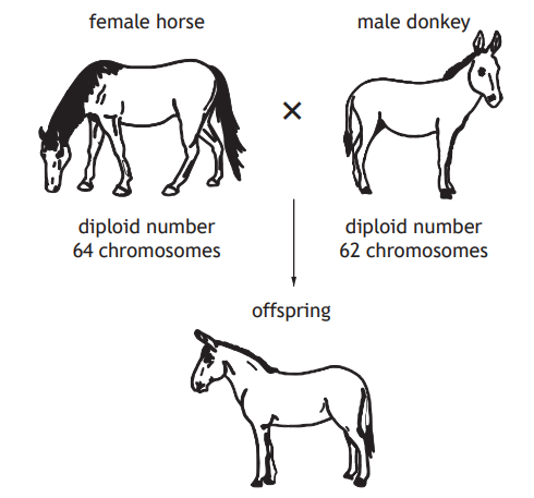 Diagram showing a female horse with 64 chromosomes and a male donkey with 62 chromosomes producing a mule offspring.