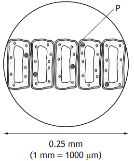 Microscopic view of six adjacent plant cells, each with visible nuclei and cell walls. Diameter label reads 0.25 mm, equivalent to 250 microns.