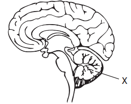 Diagram of a human brain cross-section with the cerebellum labelled 'X', showcasing its position at the lower back part of the brain.