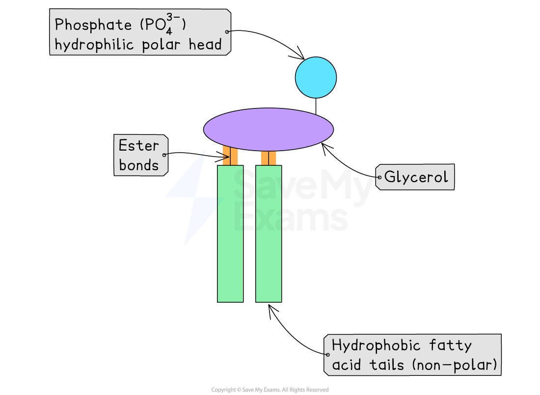 Diagram of a phospholipid showing hydrophilic phosphate head, glycerol, hydrophobic fatty acid tails, and ester bonds. Labels highlight polar and non-polar regions.