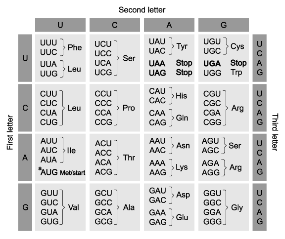 Genetic code chart showing mRNA codons with corresponding amino acids and stop signals; codons are sorted by first, second, and third letter.