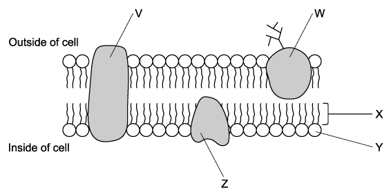Diagram of a cell membrane featuring labelled components: integral protein (V), glycoprotein (W), peripheral protein (Z), phospholipid bilayer (X, Y).