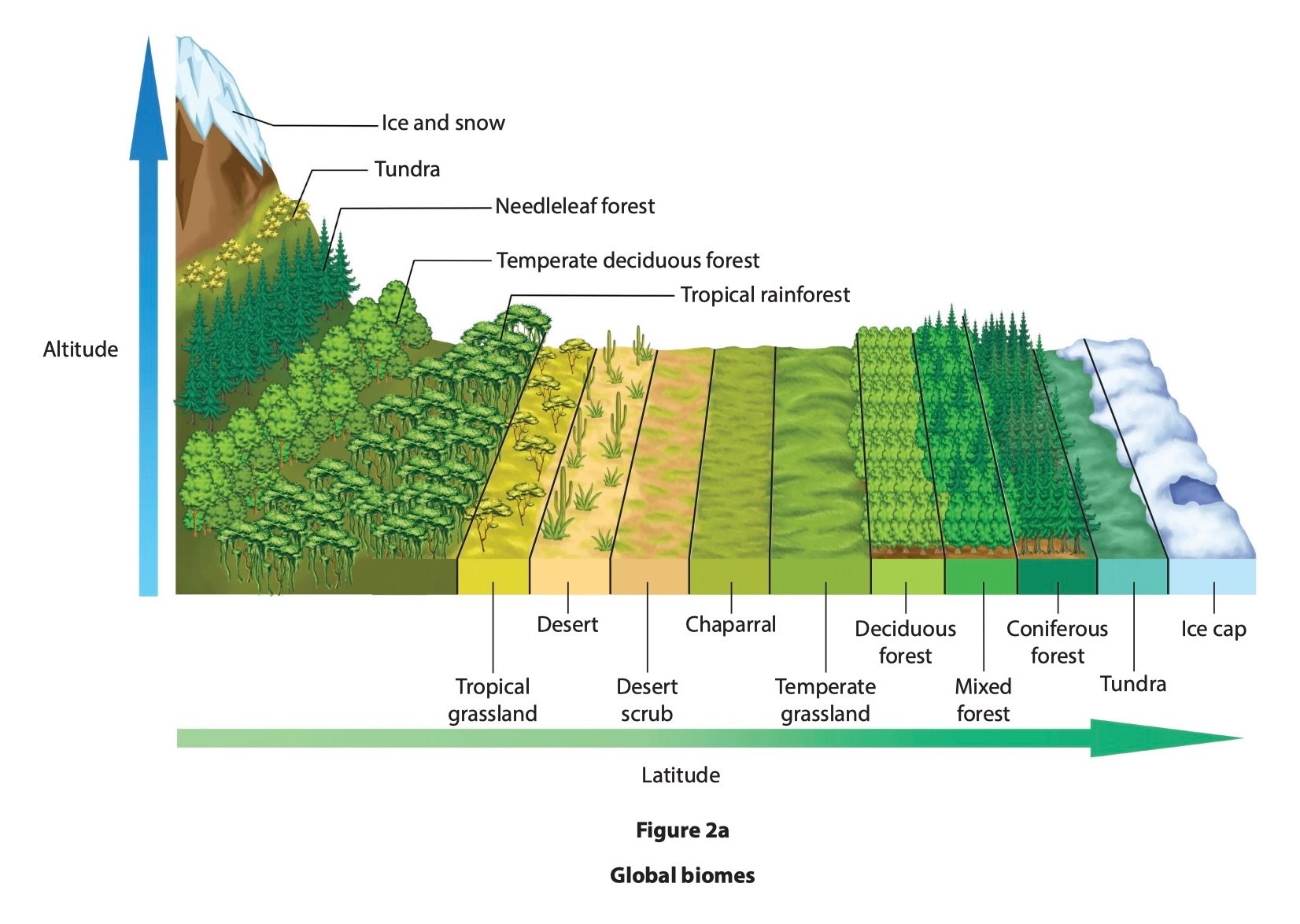 Illustration of global biomes showing diverse ecosystems from tropical rainforest to ice cap, depicting variations by altitude and latitude.