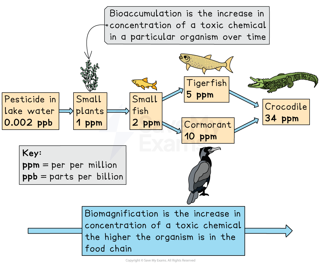 Diagram showing biomagnification of toxins: 0.002 ppb in water, increasing through plants, small fish, tigerfish, cormorant (10 ppm), and crocodile (34 ppm).