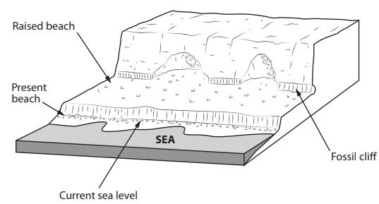 Diagram of coastal features showing a raised beach, present beach, fossil cliff, and current sea level with labels indicating each element.