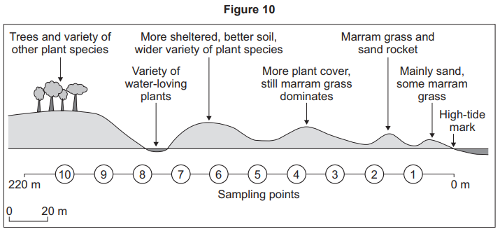 Diagram showing plant distribution across sampling points from high tide to inland. Features include sand, marram grass, water-loving, and diverse plants.