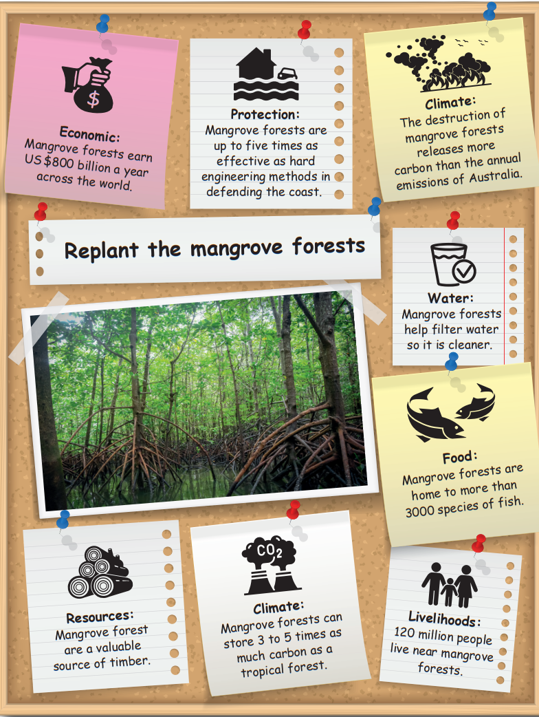 Corkboard with pinned notes advocating for mangrove reforestation. Benefits include economic, protection, climate, water, resources, food, and livelihoods.