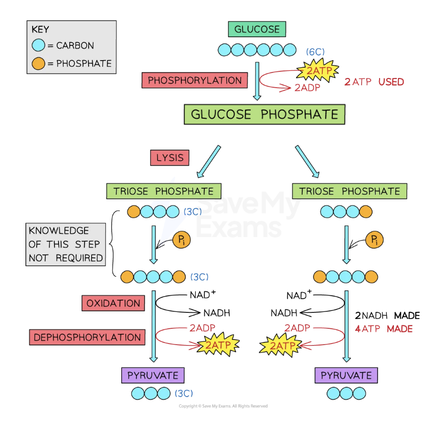 Glycolysis diagram: glucose to pyruvate, showing phosphorylation, oxidation, dephosphorylation, and ATP production, with carbon and phosphate symbols.