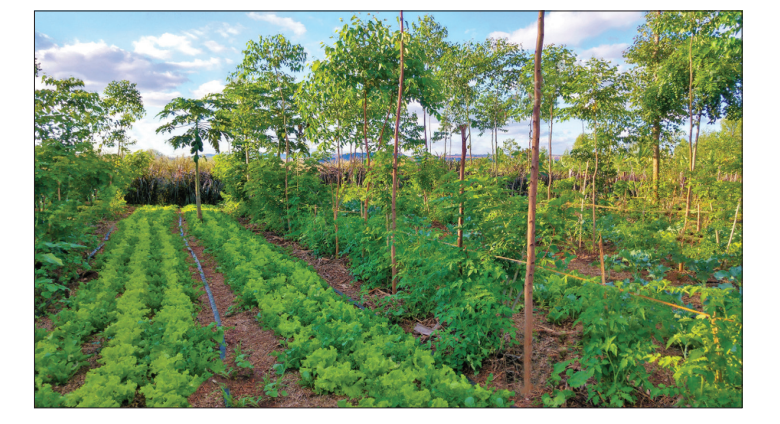 Lush green vegetable rows with tall trees interspersed, showing a vibrant garden under a partly cloudy sky, illuminated by sunlight.