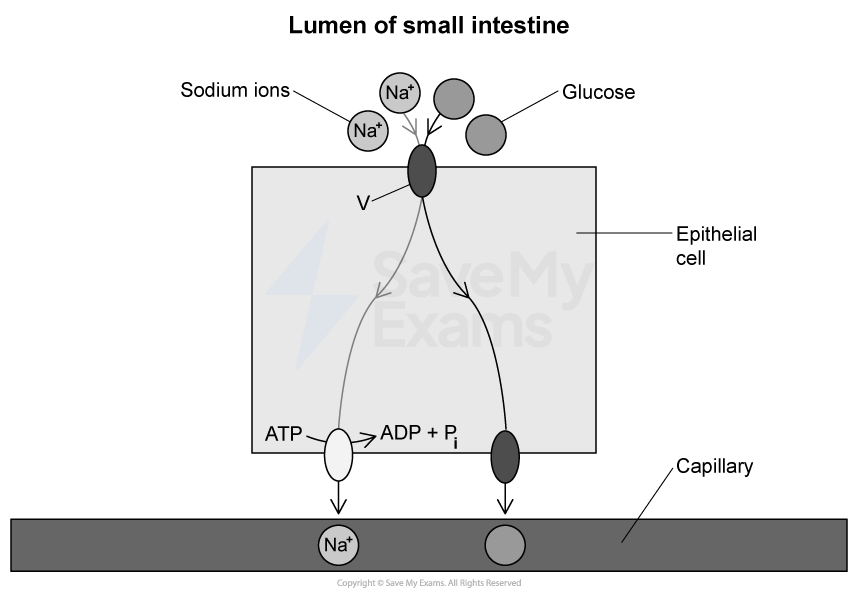 Diagram of glucose and sodium ion transport across epithelial cell into capillary in small intestine, showing ATP usage at carrier proteins labeled A, B, C.