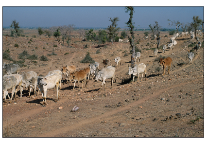 A herd of cattle walking along a dirt path in a dry, rocky landscape with scattered trees under a clear blue sky.