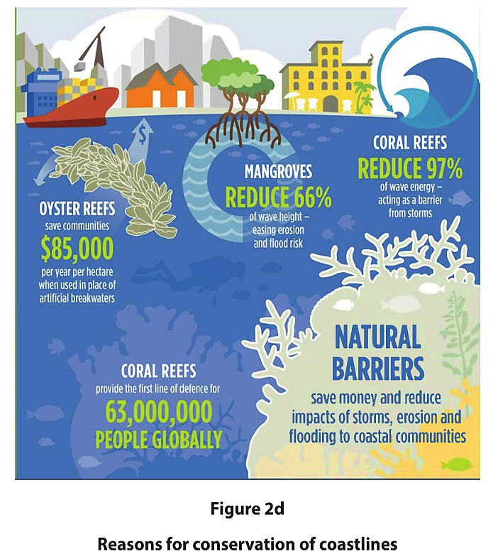 Infographic showing natural barriers like mangroves, coral, and oyster reefs reducing wave height and energy, protecting coasts and saving money.
