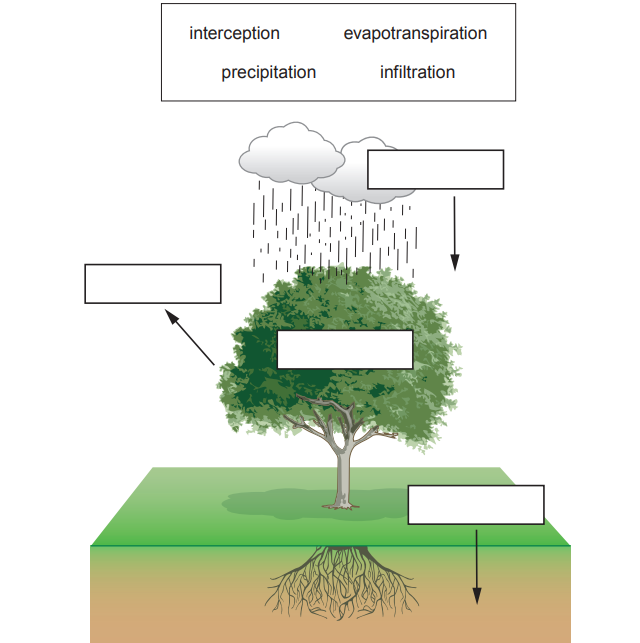 Diagram showing the water cycle process with a tree, including interception, evapotranspiration, precipitation, and infiltration labels.