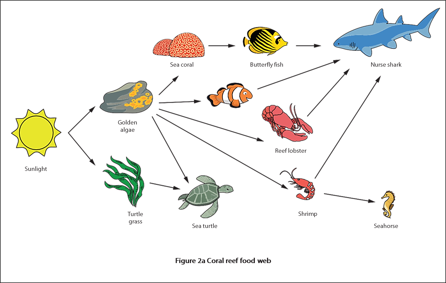 Diagram of a coral reef food web showing arrows linking sunlight, algae, turtle grass, sea coral, various marine animals like fish, lobster, and shark.